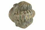 Enrolled, Reedops Trilobite - Atchana, Morocco #252724-2